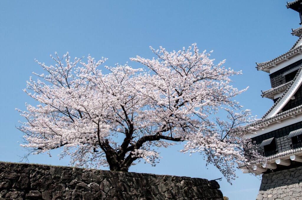 Japan Cherry Blossoms