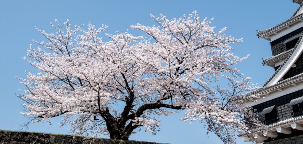 Japan Cherry Blossoms