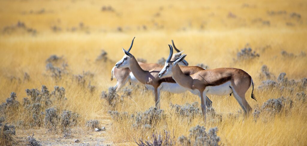 Namibia Travel Guide